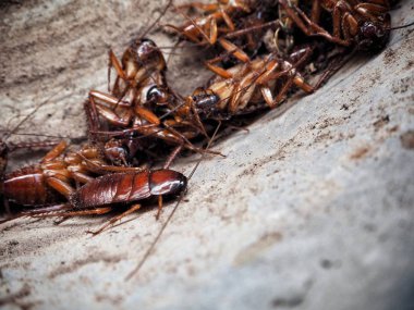 Kahverengi hamamböceği yakın çekim