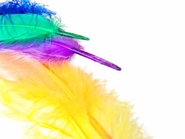 renkli tüyleri yakın çekim