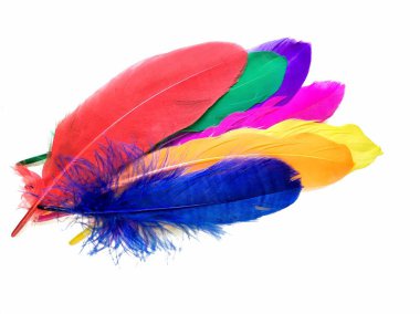 renkli tüyleri yakın çekim