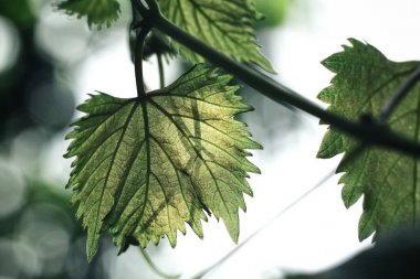 Üzüm yaprakları yakın çekim
