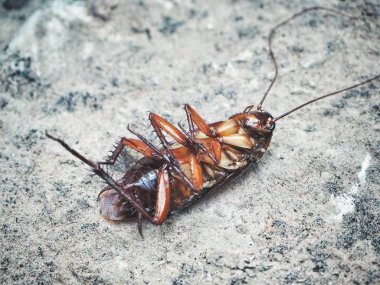 Kahverengi hamamböceği yakın çekim