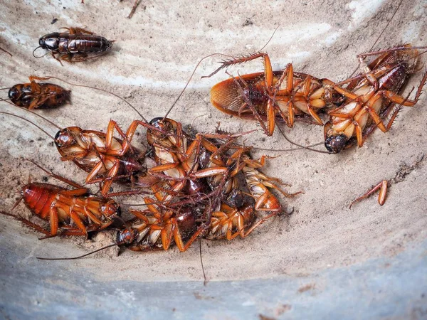 Close up of brown cockroach — Stock Photo, Image