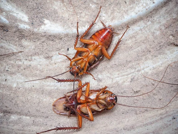 Primer plano de cucaracha marrón — Foto de Stock