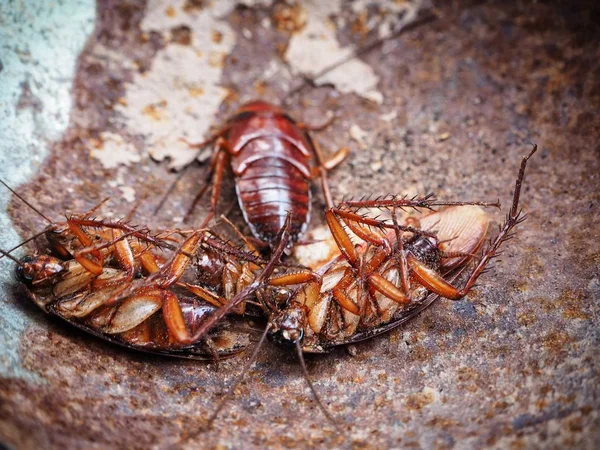 Close up of brown cockroach — Stock Photo, Image