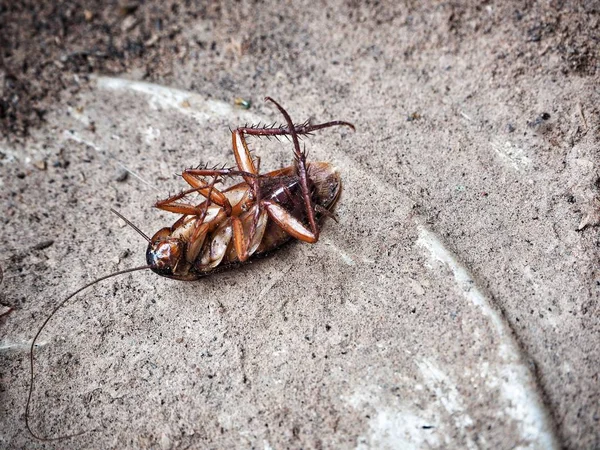 Zbliżenie na brązowy karaluch — Zdjęcie stockowe