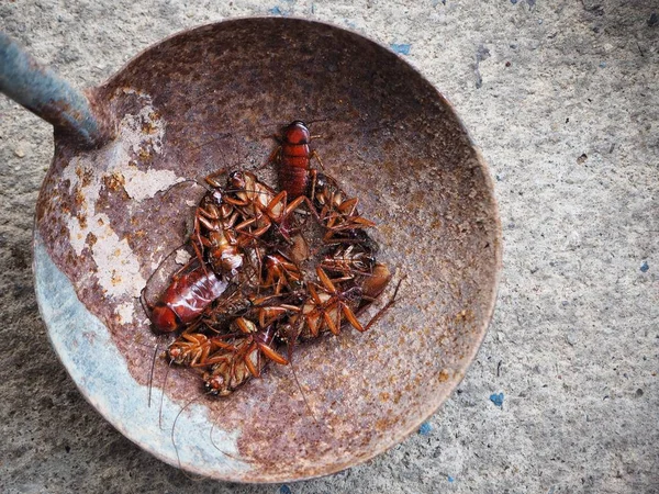 Close up of brown cockroach — Stock Photo, Image