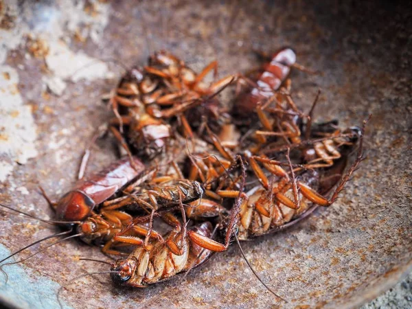茶色のゴキブリのクローズ アップ — ストック写真