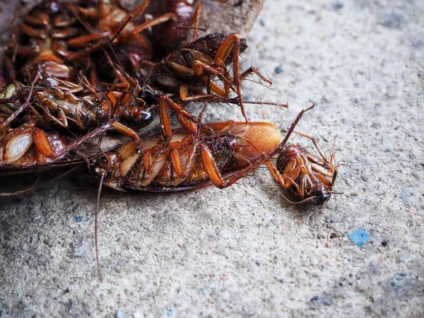 Primer plano de cucaracha marrón — Foto de Stock