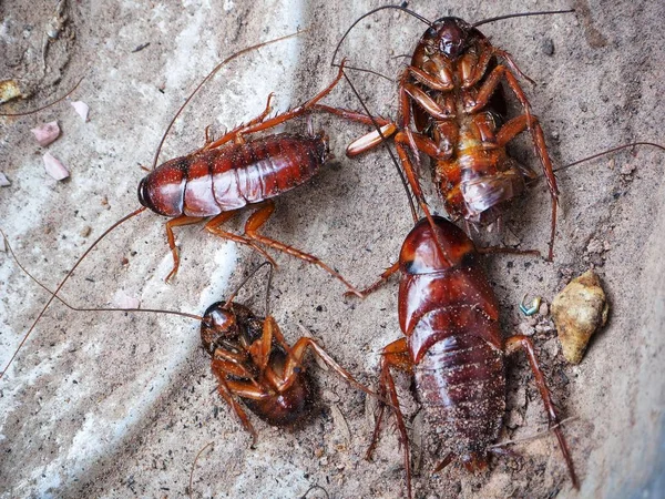 Närbild av brun kackerlacka — Stockfoto
