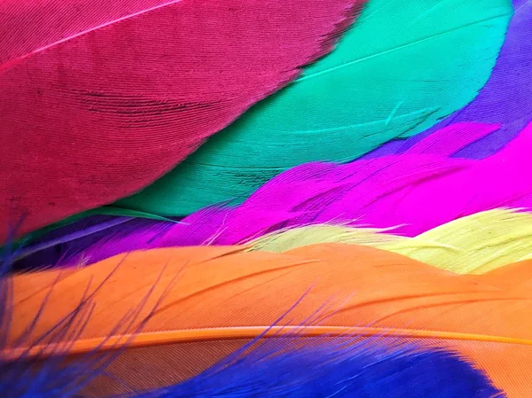 Primer plano de plumas de colores —  Fotos de Stock