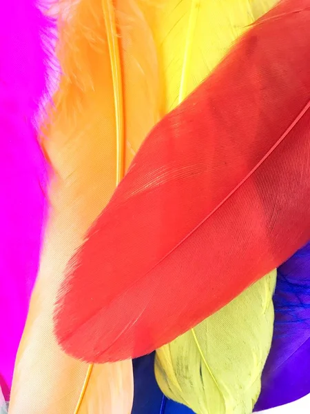 Close up de penas coloridas — Fotografia de Stock