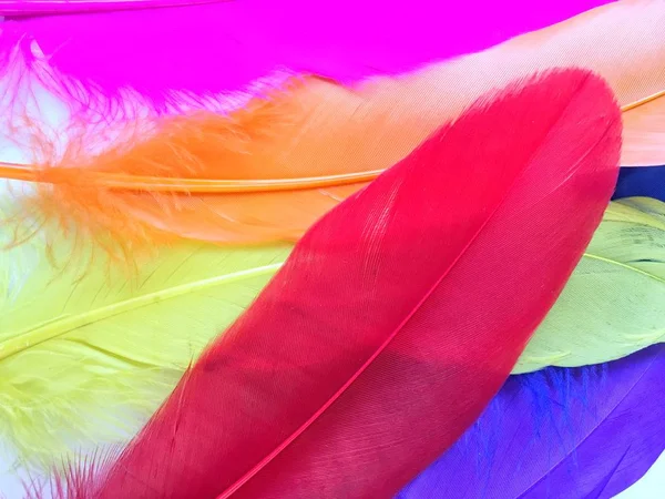Close up of colorful feathers — Stock Photo, Image