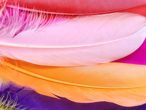 Close up de penas coloridas — Fotografia de Stock