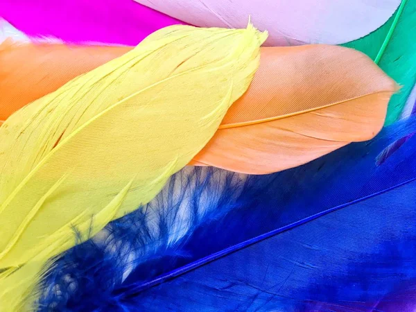 Close up of colorful feathers — Stock Photo, Image