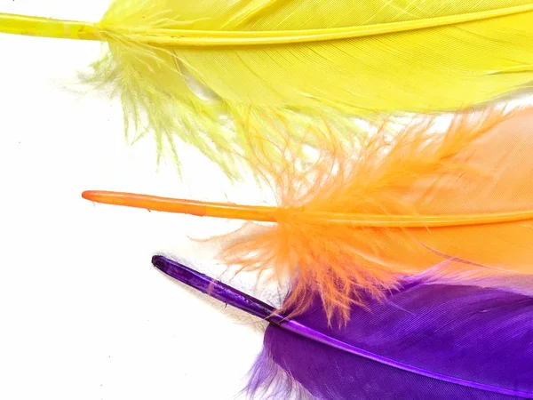 Close up of colorful feathers — Stock Photo, Image