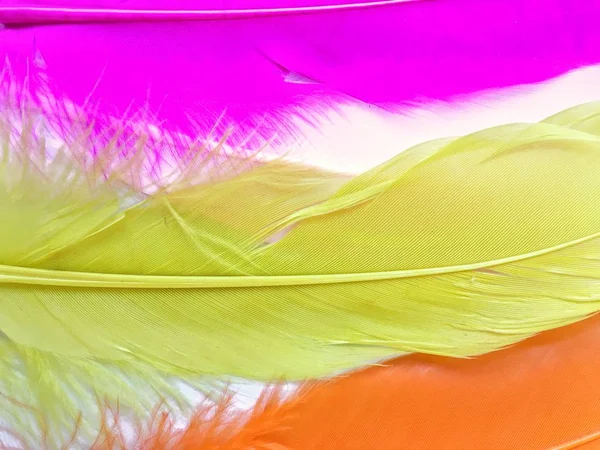 Close up of colorful feathers — Stock Photo, Image