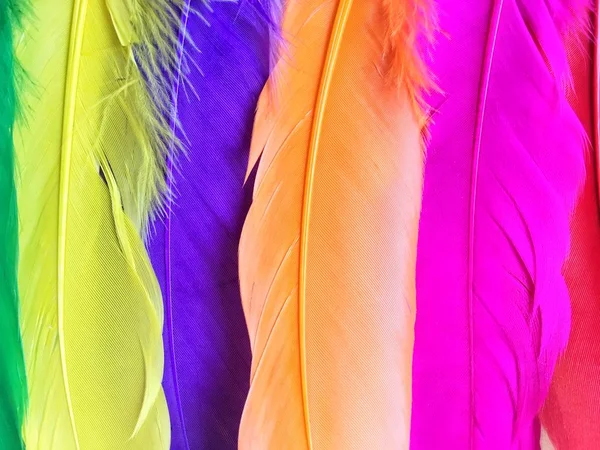 Primer plano de plumas de colores —  Fotos de Stock
