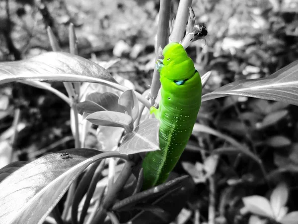 Primo piano del verme verde — Foto Stock