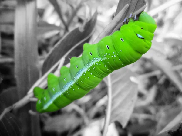 Κοντινό πλάνο του πράσινου σκουληκιού — Φωτογραφία Αρχείου