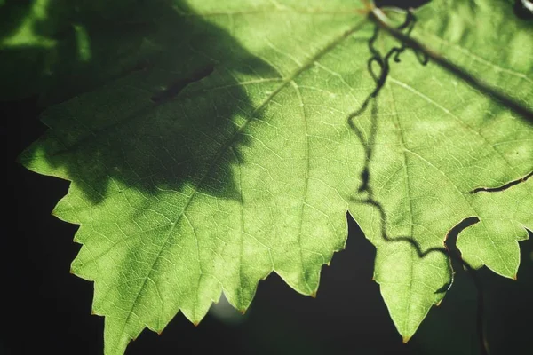 Close up de folhas de uva — Fotografia de Stock