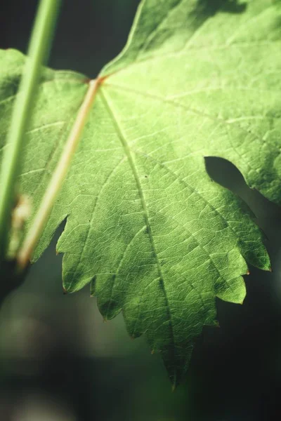 Close up de folhas de uva — Fotografia de Stock