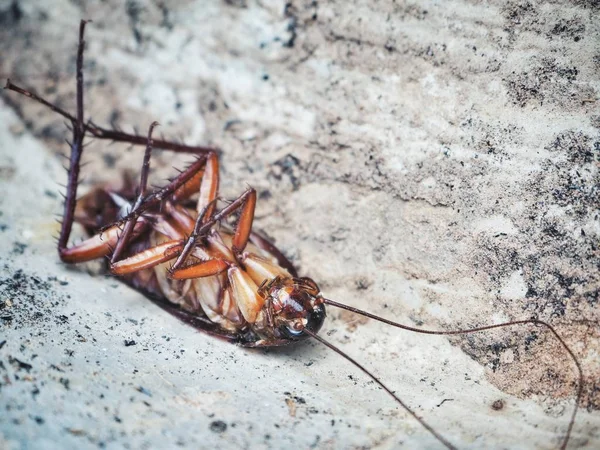 Avvicinamento dello scarafaggio marrone — Foto Stock