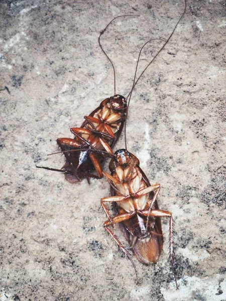 Närbild av brun kackerlacka — Stockfoto