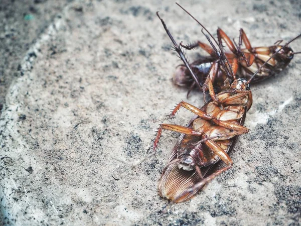 Close up van bruin kakkerlak — Stockfoto