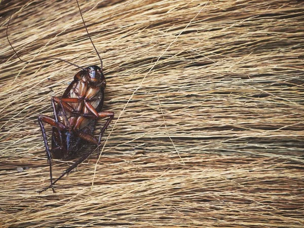Kahverengi hamamböceği yakın çekim — Stok fotoğraf