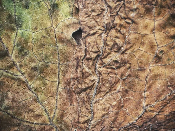 Nahaufnahme von getrockneten Blättern — Stockfoto