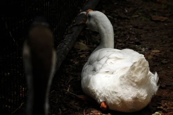 Primer plano de cisne blanco — Foto de Stock