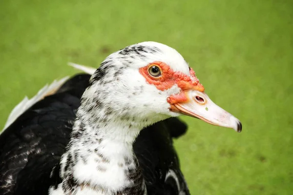 Närbild på brun duck — Stockfoto