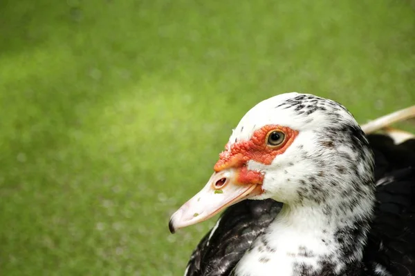 Nahaufnahme einer braunen Ente — Stockfoto