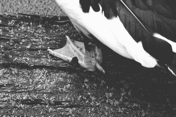 Gros plan sur le canard brun — Photo