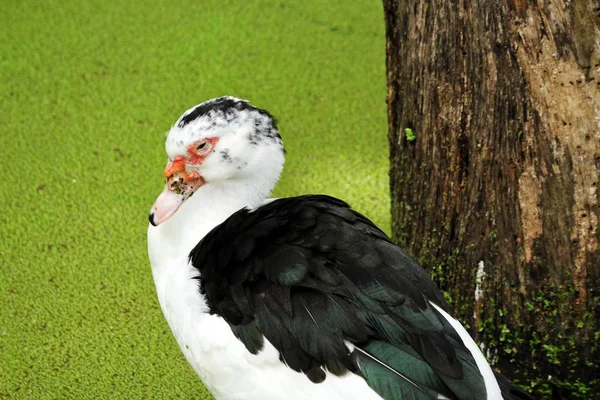 Närbild på brun duck — Stockfoto