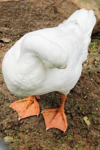 Primer plano de cisne blanco — Foto de Stock