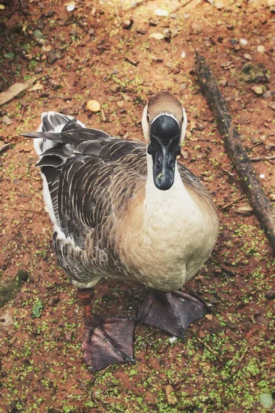 Närbild på brun duck — Stockfoto