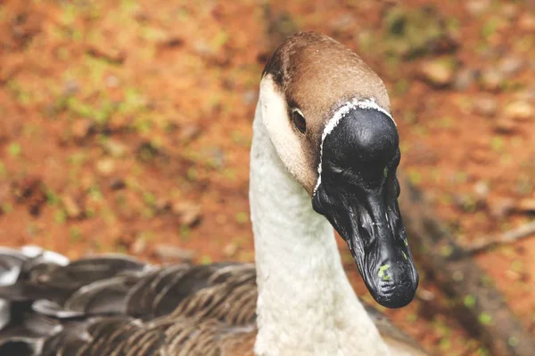 Närbild på brun duck — Stockfoto