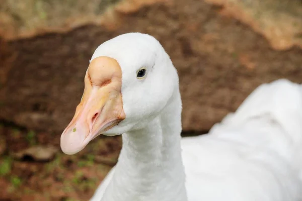 Primo piano del cigno bianco — Foto Stock