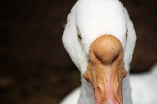 白白鳥のクローズアップ — ストック写真