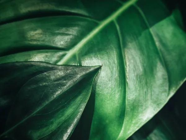Yeşil yaprakları ile gölge — Stok fotoğraf