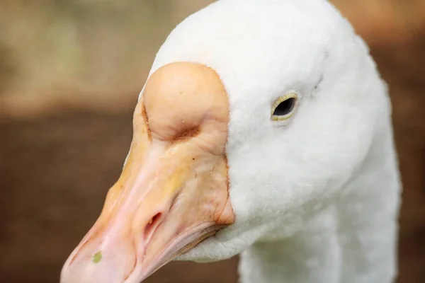 Close up of white swan — Stock Photo, Image