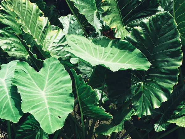 Green leaves with shadow — Stock Photo, Image