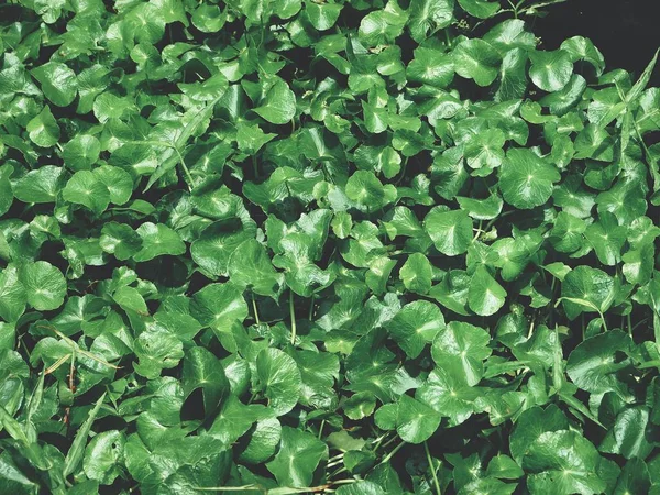 Green leaves with shadow — Stock Photo, Image