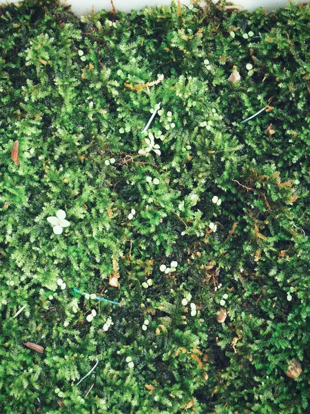 Zbliżenie zielonego mchu — Zdjęcie stockowe