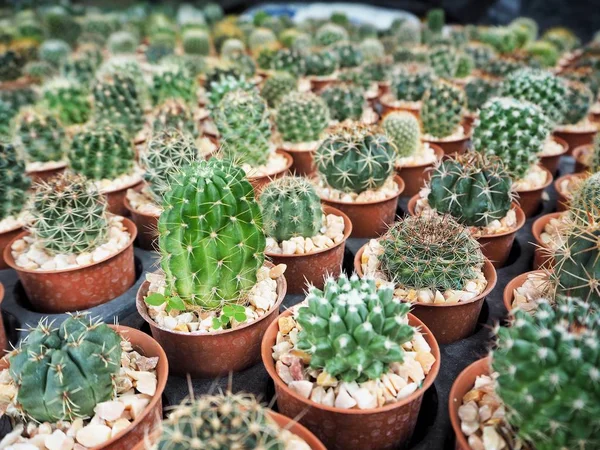 Close up van cactus pot — Stockfoto