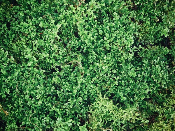 緑の苔の上で — ストック写真