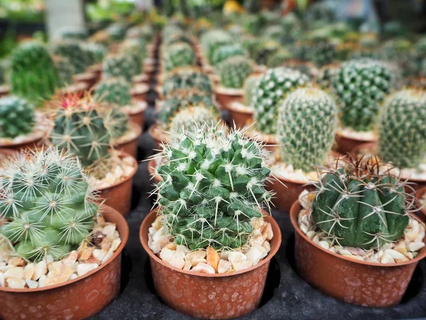 Primo piano del vaso di cactus — Foto Stock
