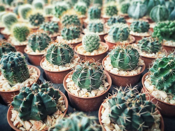 Close up van cactus pot — Stockfoto