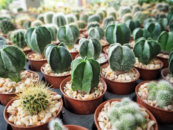 Close up of cactus pot — Stock Photo, Image